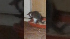 Котик какает