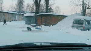 Ловим диких собак сетью| Сегодня двойной «улов»💪 Поймать дикую собаку можно❕