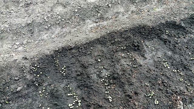 АЛЁШКИНА ЛЮБОВЬ Редис сеяла в Открытый Грунт👍👍👍Скоро будем КУШАТЬ прекрасно Взошёл🌞🌞🌞 10мая 2023г.💖