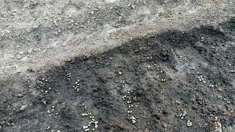 АЛЁШКИНА ЛЮБОВЬ Редис сеяла в Открытый Грунт👍👍👍Скоро будем КУШАТЬ прекрасно Взошёл🌞🌞🌞 10мая 2023г.💖