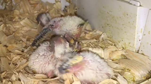 (Волнистых попугаев) смотреть онлайн