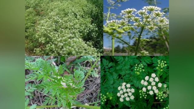 Отруйні рослини України смотреть онлайн