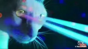 дискотека кошек!