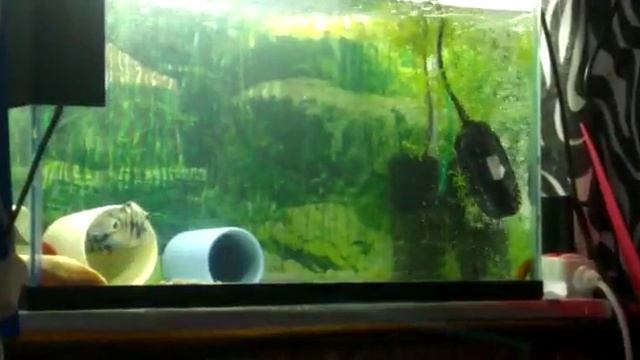 Сапфировый попугай (продолжение) смотреть онлайн