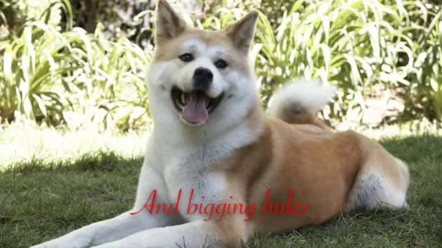 Чё там сказал лис? смотреть онлайн