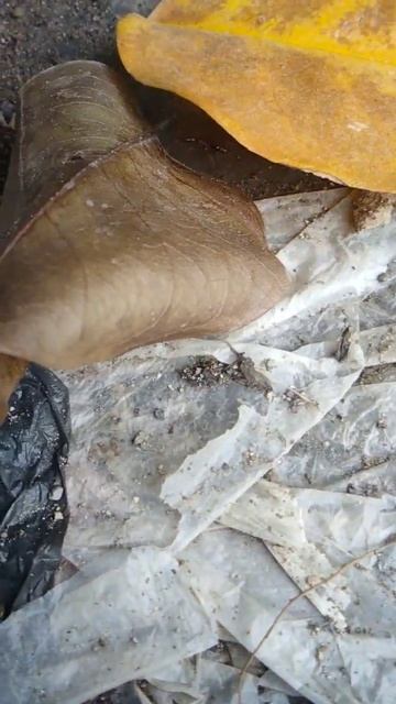 Ant king || Black Ant #shorts #shortsvideo #animals #semuthitam смотреть онлайн