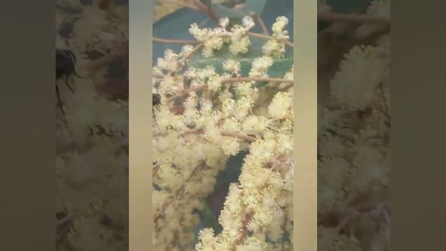 Mallotus paniculatus Flowering Season and Visitor Insects. смотреть онлайн