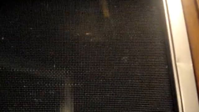 Owl Moth (I think?!?!) смотреть онлайн