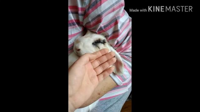 Скоро новое видео! Зайка Online - Pets смотреть онлайн