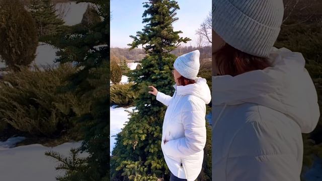 Как защитить хвойные растения от весеннего солнца… Чем восстановить после зимы? смотреть онлайн