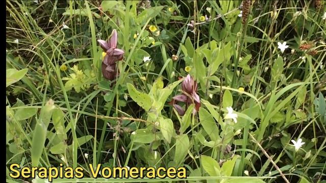 Doğada Serapias vomeracea Salep Orkidesi смотреть онлайн