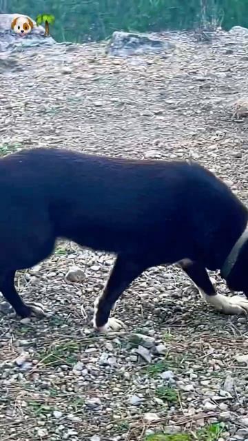 Шоколада много не бывает😋#шоколадка #возьмидругаизприюта #приходигулять #ковчегялта #шортс смотреть онлайн