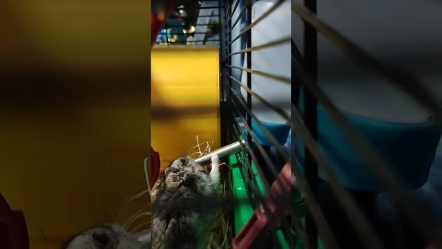 Люся и Степа смотреть онлайн