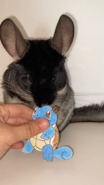 What 's YOUR favorite pokemon!? 🤣🥰 #chinchillahome #chinchilla #cute #funny #cat #pets смотреть онлайн