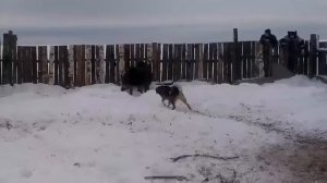 притравка лаек по кабану
