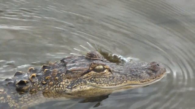 ALLIGATOR EATS OUR FISH смотреть онлайн