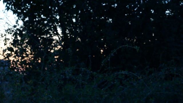Ліна Костенко - Коли вже люди обляглися спати (викон.  Катерина Скаженик)