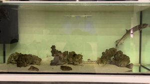 О содержании коралловых кошачьих акул.