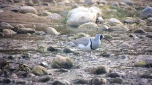 Ibisbill Kosi River November 2016 by Richard Baines