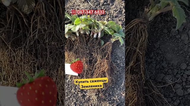 Купить саженцы клубники земляника крупноплодная #купитьсаженцы #клубника #земляникасадовая