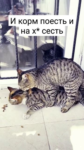 Котовасия #котики #котикиправятмиром #кот #коты #турция #cat #cats