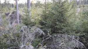 Вот как близко можно подозвать лося во время гона .