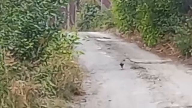 Алматы фазан на дачах смотреть онлайн