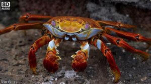 🦀 CRAB SOUND - CRAB SOUND EFFECT - SOUND OF CRAB - NOISE OF CRAB