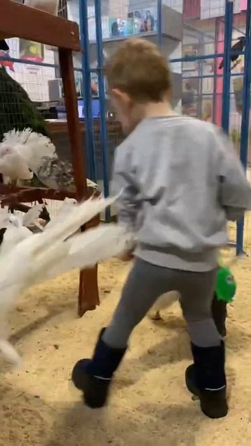 контактный зоопарк смотреть онлайн