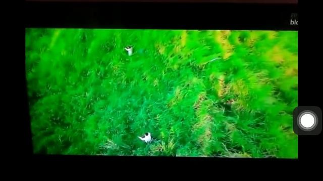 Mắn đau sung của chung tu đơn và vương quyền смотреть онлайн