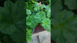 ОБЗОР 24 МАЯ #настроение#весна#цветоводство#май#пеларгония#гортензия#герань#черенки#