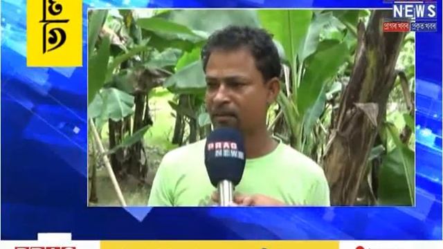 Profitable Silkworm sericulture in Assam