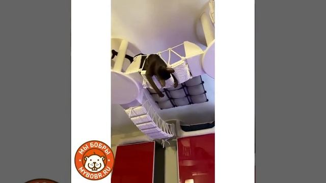Потолочный комплекс от Мы Бобры #котодром #cat #мы_бобры