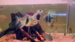 Metynnis Myleus myles