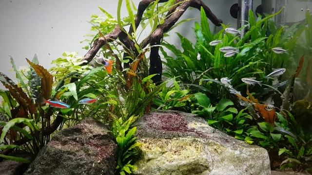 Czarne neony  rybia ospa gratis