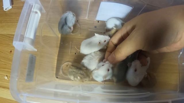 I move my Cute hamsters one by one to new house смотреть онлайн