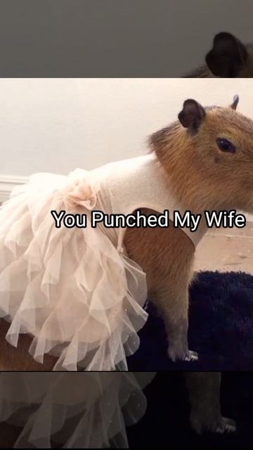 Capybara is angry 😡🥵 #memes #capybara #shorts смотреть онлайн