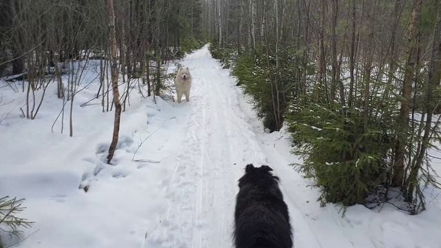 ЛЕСНЫЕ БЕСЕДЫ. Мой распорядок дня смотреть онлайн