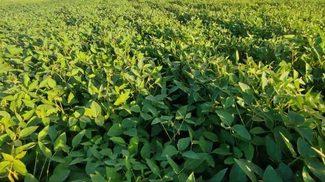 Соя, посіяна лійкою, як варіант може бути, дощі все прощають смотреть онлайн