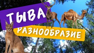 ТЫВА РАЗНООБРАЗИЕ ПРИРОДЫ, РЫБАЛКА НА ЕНИСЕЕ🌍