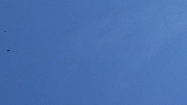 #Pigeon.Гон Арм.бойных голубей. смотреть онлайн