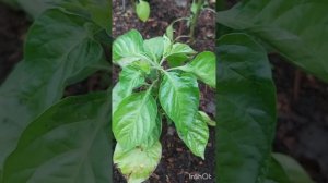 Тринидад Скорпион Шоколадный (Trinidad Scorpion Chocolate), обзор июнь Сибирь