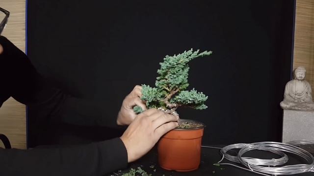 COMO HACER UN BONSAI | PASO A PASO JUNIPERO PROCUMBENS NANA SUPER FACIL bonsai tree смотреть онлайн