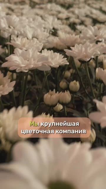 Самые свежие цветы с гарантией 100! Для заказа перейдите по ссылке в шапке профиля flower