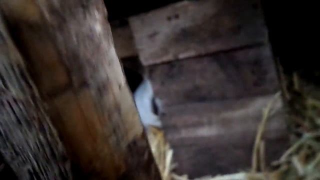 Кролі смотреть онлайн