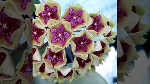 Hoya cinnamomifolia var cinnamomifolia