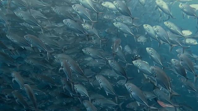 Marxhae's Freediving with the school of Jacks at Binukbok, Bauan, Batangas смотреть онлайн
