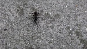 Auplopus carbonarius, a spider-hunting wasp
