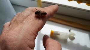 матка пчелиная породы Карника. Возраст суточный