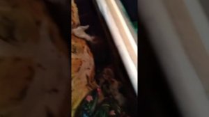 Зимовка пчел в Подмосковье. Конец февраля.